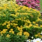Hello Yellow Butterfly Milkweed Flowers and foliage