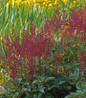 Montgomery Astilbe deep red plumes