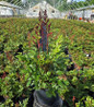 Montgomery Astilbe container crop