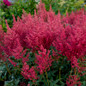 Montgomery Japanese Astilbe Flowers and foliage