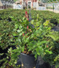 Visions in Red Astilbe #1 pot
