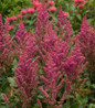 Visions in Red Astilbe deep red plumes