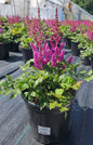 Astilbe Chinensis"Visions in red" in #2 pot