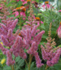 Visions Chinese Astilbe pink flower close up