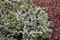 Japanese Painted Fern arching fern leaves 
