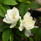 August Beauty Gardenia Flowers