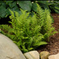 Lady in Red Fern foliage