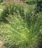 Blonde Ambition Blue Grama Grass horizontal seed heads