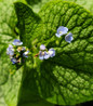 Heartleaf Brunnera flower closeup