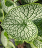 Heartleaf Brunnera foliage closeup