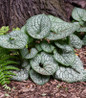 Heartleaf Brunnera mounded garden habit