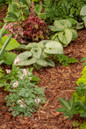 Jack of Diamonds Heartleaf Brunnera in the garden