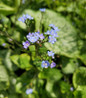 Queen of Hearts Heartleaf Brunnera flower close up