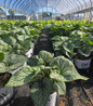 Queen of Hearts Heartleaf Brunnera in pot