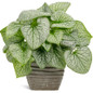 Queen of Hearts Heartleaf Brunnera in Indoor Houseplant Planter