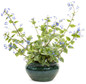 Queen of Hearts Heartleaf Brunnera in decorative pot