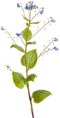 Queen of Hearts Heartleaf Brunnera Stem With Leaves and Flower Buds