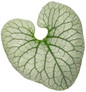 Queen of Hearts Heartleaf Brunnera Leaf