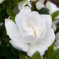 Jubilation Gardenia flower petals close up