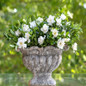 Jubilation Gardenia flowering