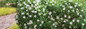 Jubilation Gardenia in the garden