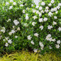 Mature Jubilation Gardenia Blooming