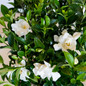 Jubilation Gardenia Flowers and Foliage