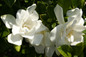 Jubilation Gardenia Flowers Up Close