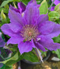 Bijou Clematis star shaped flower