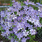 Blue Light Clematis On Chain Link Fence