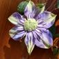 Blue Light Clematis Flower Close Up