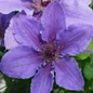 Boulevard® Ines Clematis Flowers