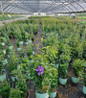 Olympia Clematis in nursery