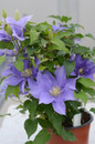 Olympia Clematis in Garden Planter