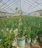 Diamantina Clematis in nursery