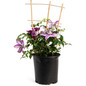 Dr. Ruppel Clematis 2 gal black pot