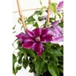 Dr. Ruppel Clematis purple flower