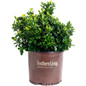 ScentAmazing Gardenia in 3 galon branded pot