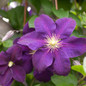 Jackmanii Superba Clematis Flower Close Up