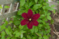 Niobe Clematis Flower and Foliage Climbing a Fence