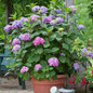 Endless Summer Bloomstruck Hydrangea Cropped