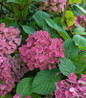 BloomStruck Bigleaf Hydrangea flowering shrub display
