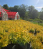 BloomStruck Bigleaf Hydrangea nursery display
