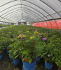 Endless Summer® Bloomstruck® Bigleaf Hydrangea in pot
