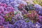 Pink, Red, and Blue Endless Summer Bloomstruck Hydrangea Blooms