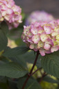 Pink Endless Summer Bloomstruck Hydrangea Flower in Branch