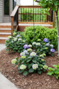 Small Endless Summer Bloomstruck Hydrangea Bushes Blooming