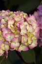 Endless Summer Bloomstruck Hydrangea Pink Bloom