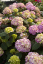 Pink Endless Summer Bloomstruck Hydrangea Flowers