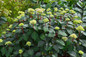 Early Endless Summer Bloomstruck Hydrangea Flower Buds